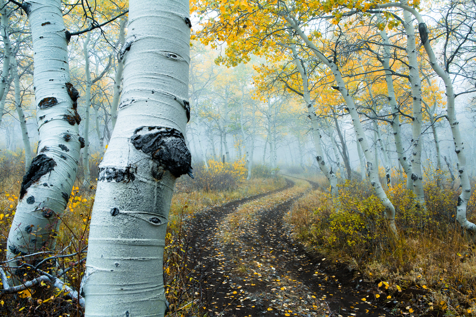 fall