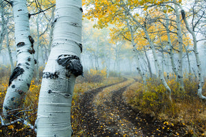fall