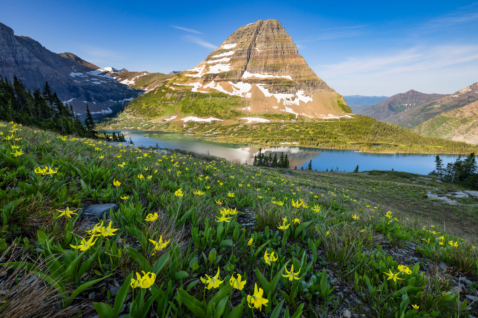 MONTANA GLACIER LILIES