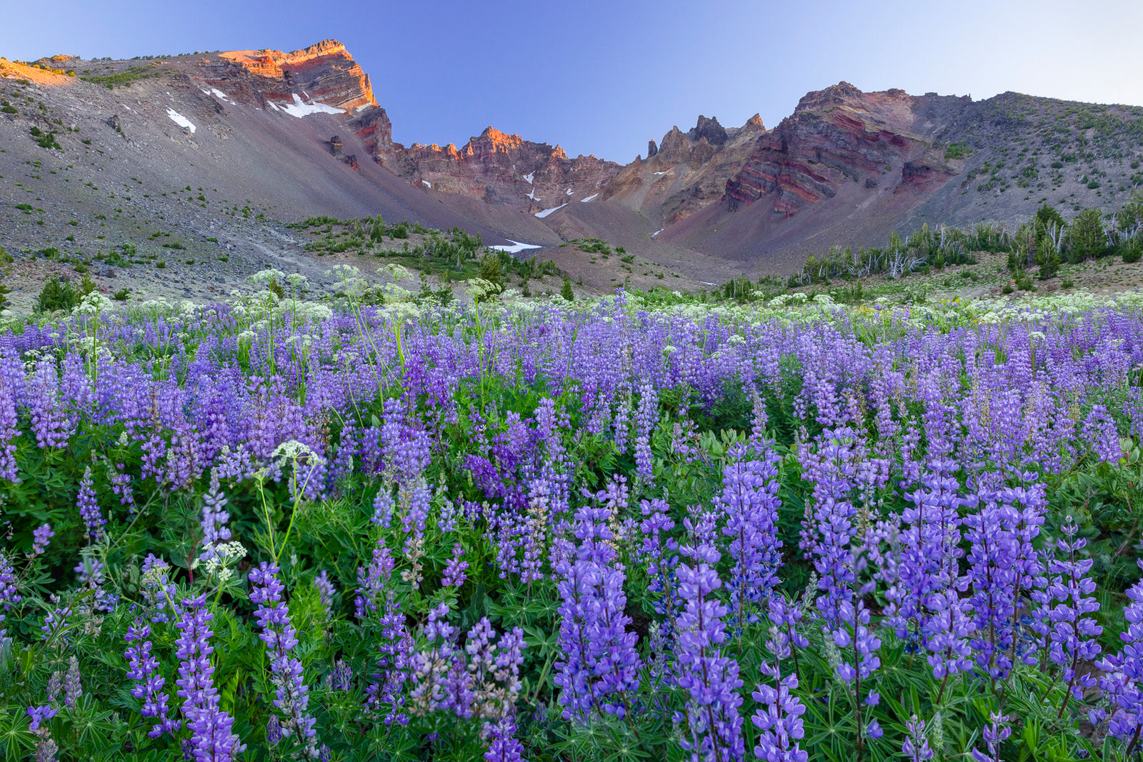 AUGUST LUPINE ONE