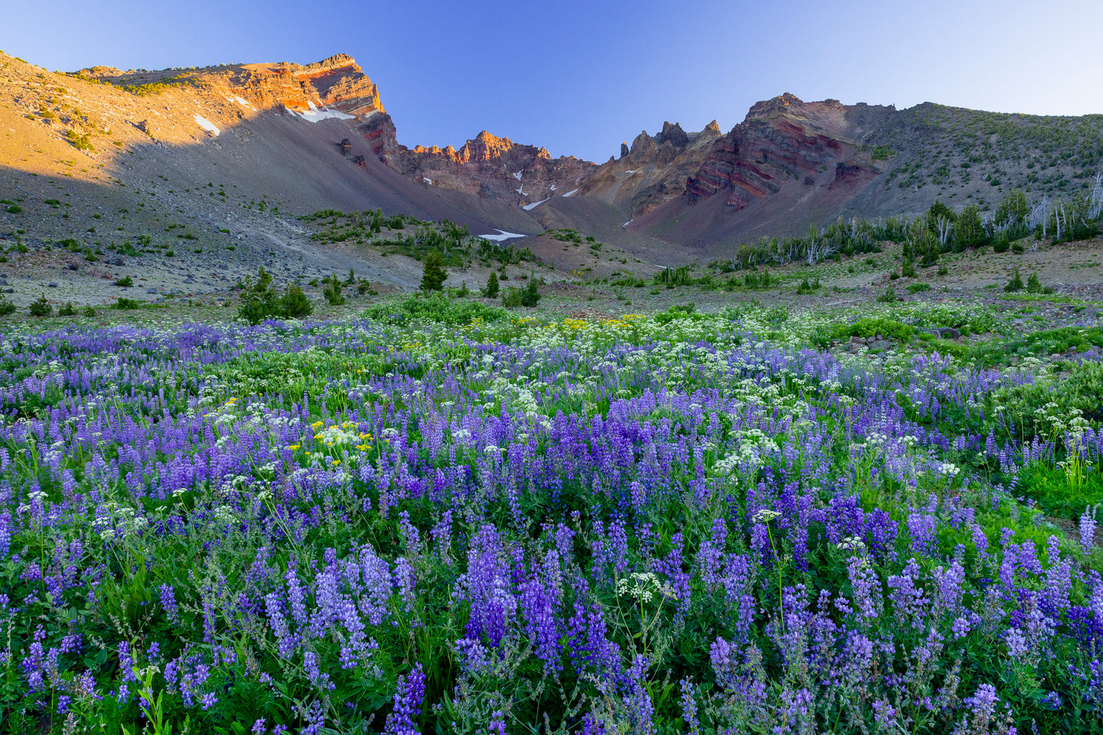 AUGUST LUPINE TWO