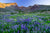 AUGUST LUPINE TWO