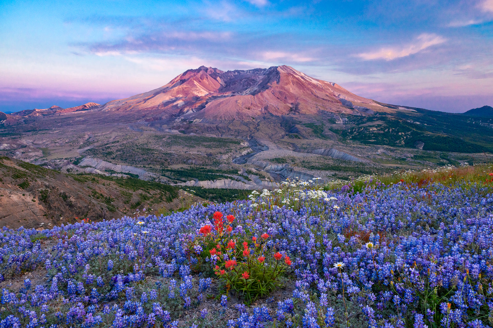MT. SAINT HELENS WILDFLOWERS