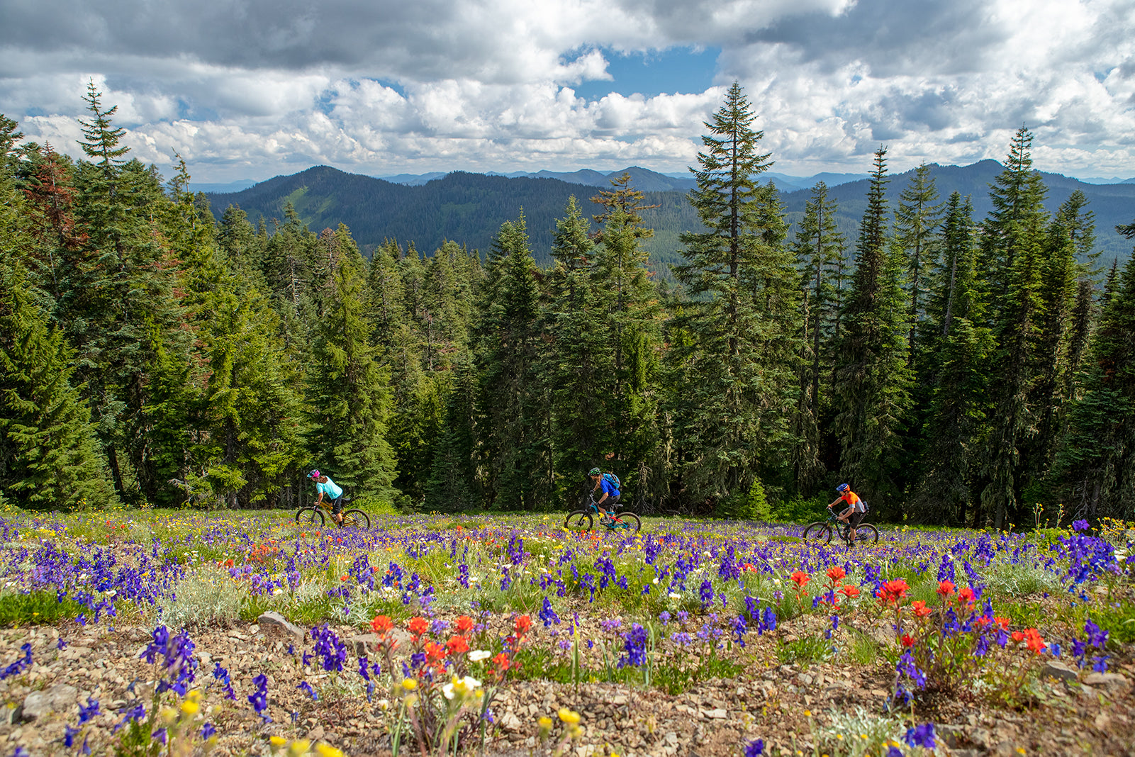 WILDFLOWER MOUNTAIN BIKING