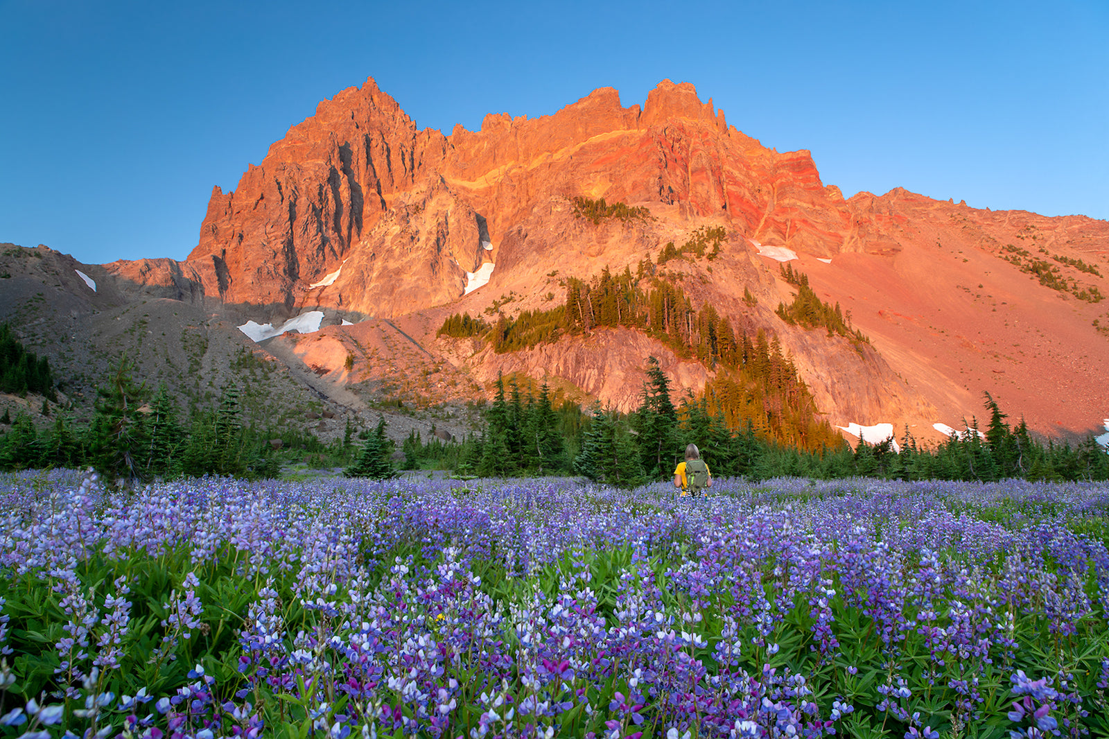 LUPINE SUNRISE