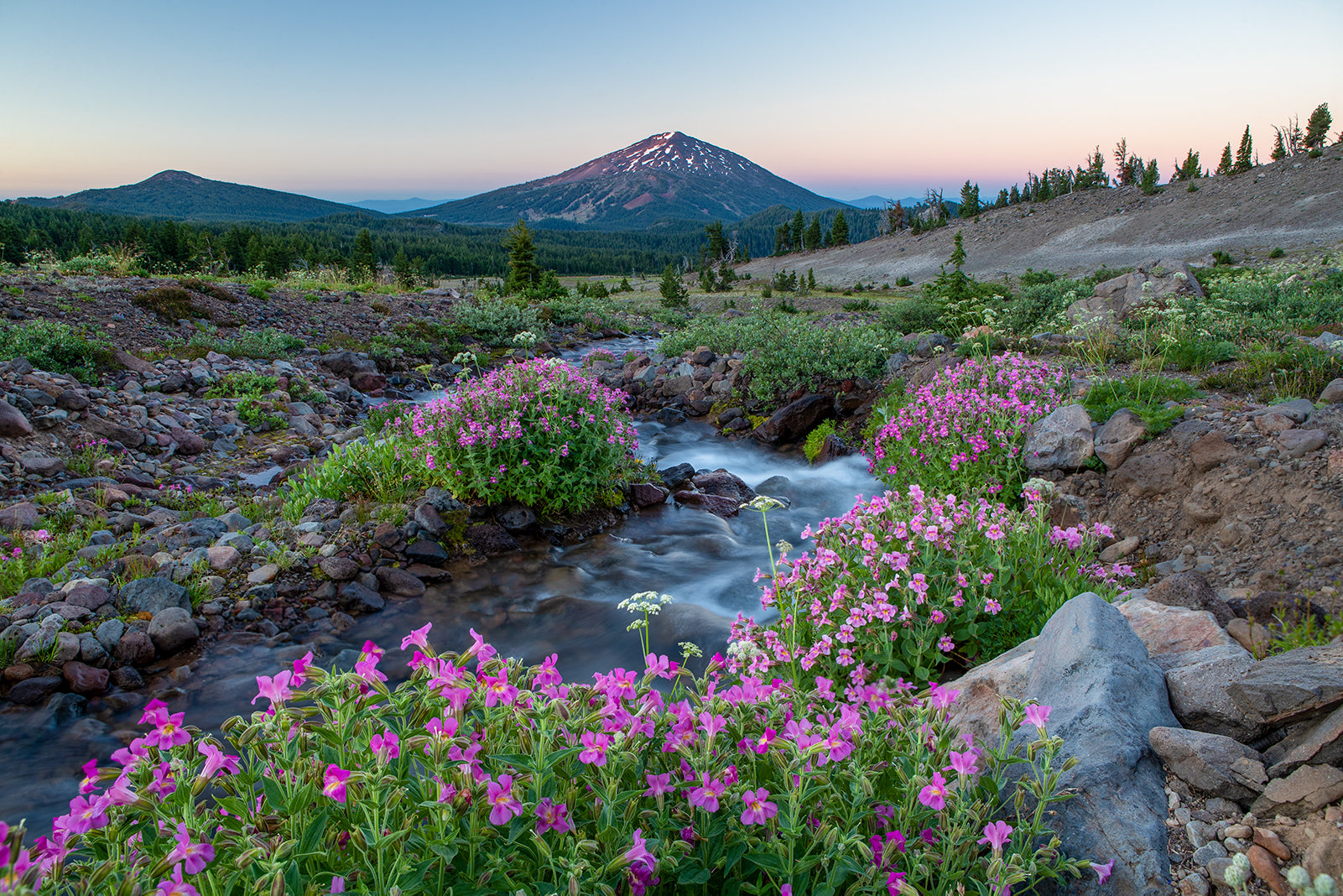 MT. BACHELOR WILDFLOWERS