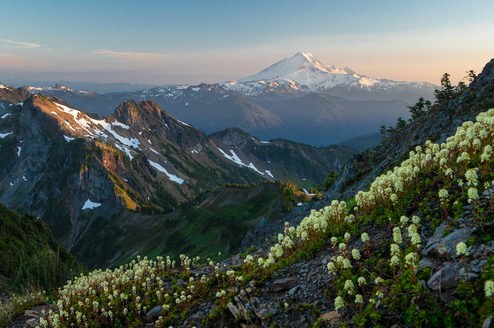 MT. BAKER WILDFLOWERS