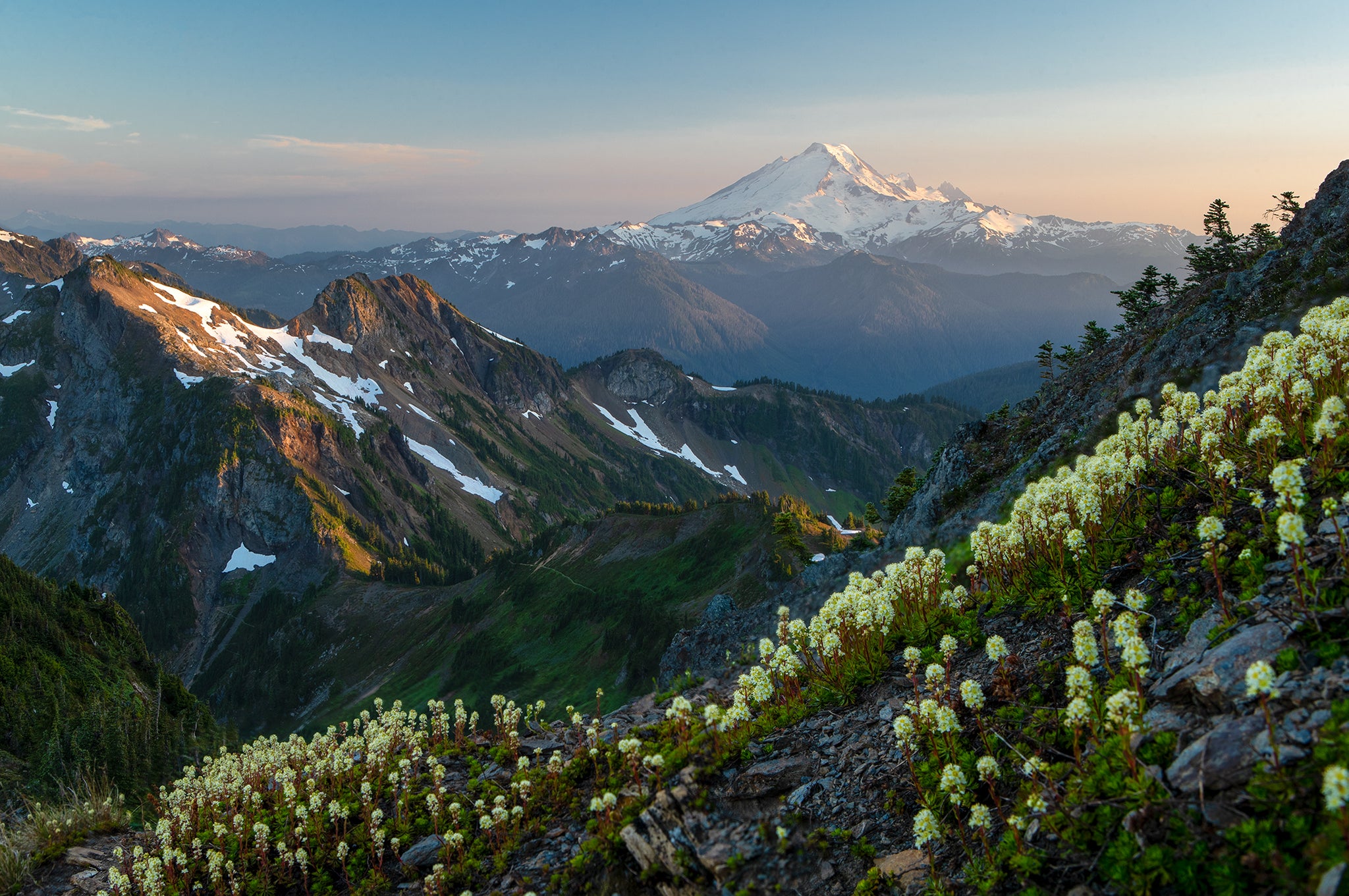 MT. BAKER WILDFLOWERS
