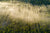 MORNING FOG LINES